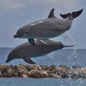 dolphin academy curacao